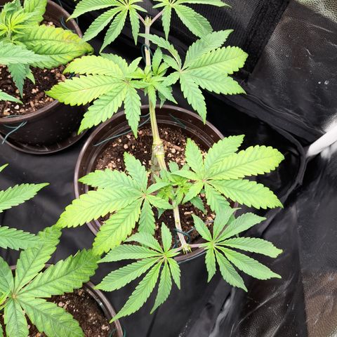 Sherbet Queen  growlog timeline photo