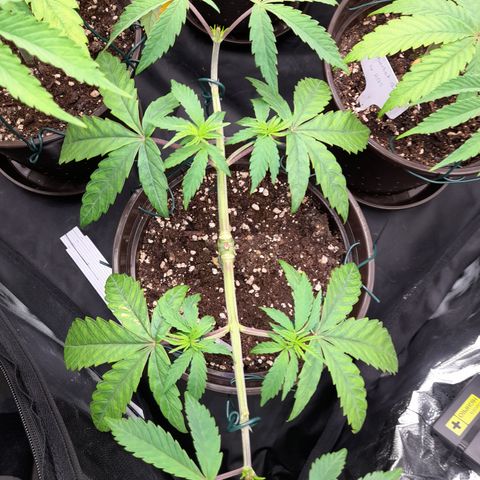 Green Gelato  growlog timeline photo
