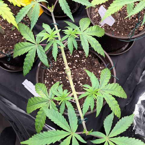 Green Gelato  growlog timeline photo