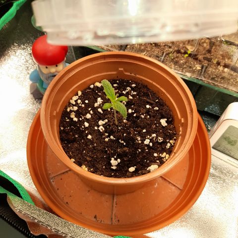 Royal Runtz  growlog timeline photo