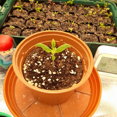 Royal Runtz  growlog timeline photo