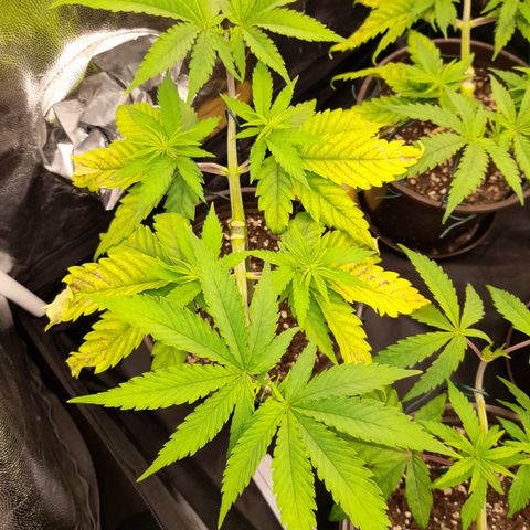 Fat Gorilla  growlog timeline photo