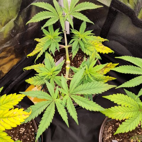 Pink Runtz  growlog timeline photo