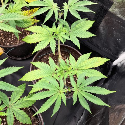 Sherbet Queen  growlog timeline photo