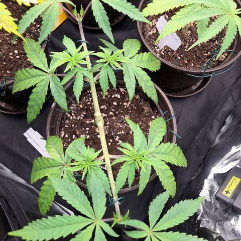 Green Gelato  growlog timeline photo