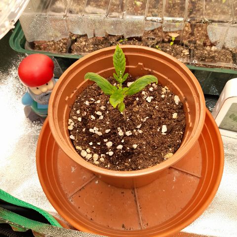 Royal Runtz  growlog timeline photo