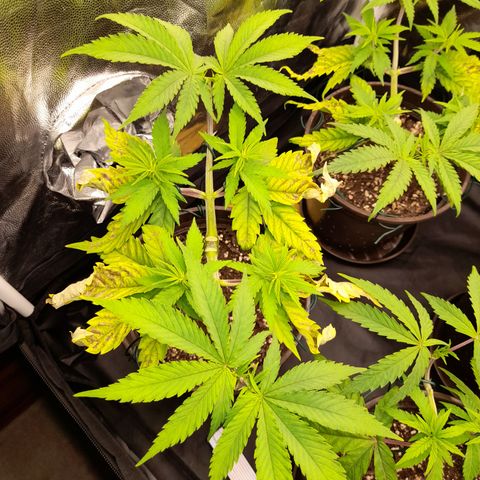 Fat Gorilla  growlog timeline photo