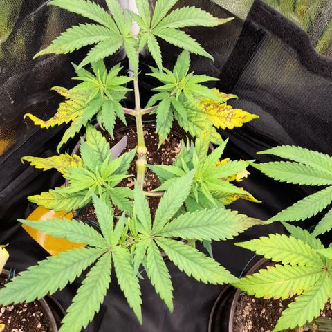 Pink Runtz  growlog timeline photo