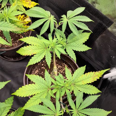 Sherbet Queen  growlog timeline photo