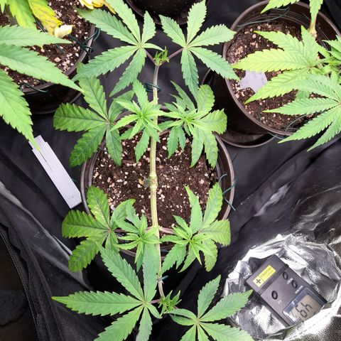Green Gelato  growlog timeline photo