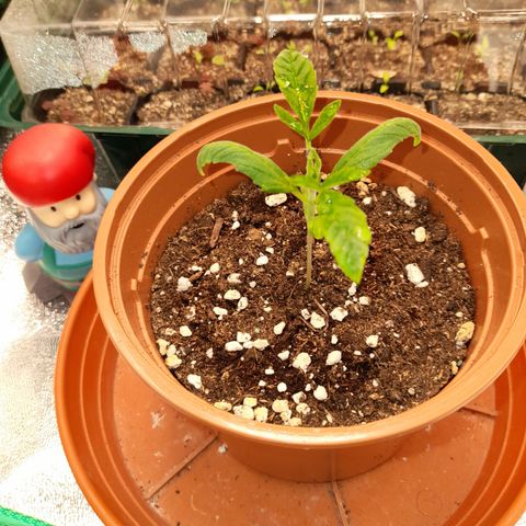 Royal Runtz  growlog timeline photo