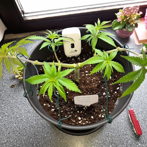 Fat Gorilla  growlog timeline photo