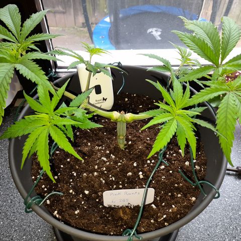 Pink Runtz  growlog timeline photo