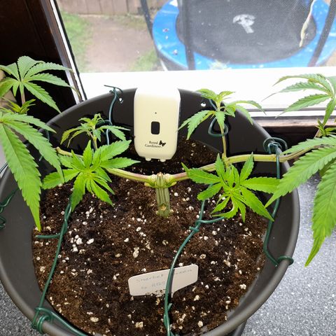 Sherbet Queen  growlog timeline photo
