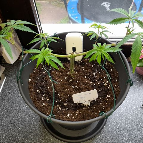 Green Gelato  growlog timeline photo