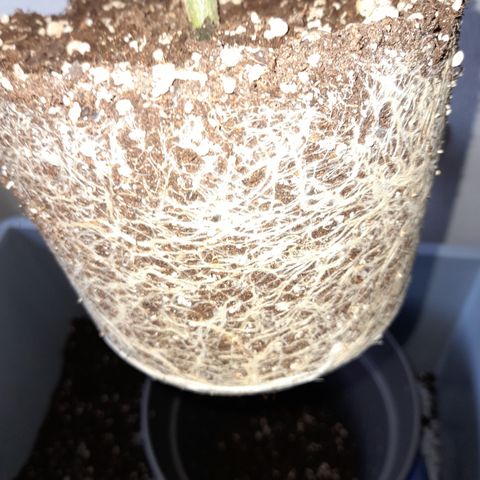 Fat Gorilla  growlog timeline photo