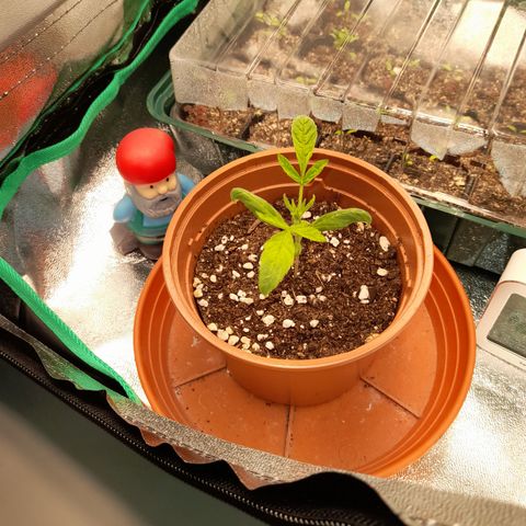 Royal Runtz  growlog timeline photo