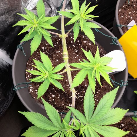 Fat Gorilla  growlog timeline photo