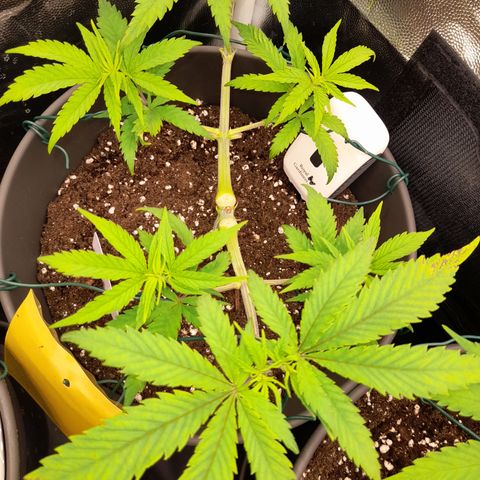 Pink Runtz  growlog timeline photo