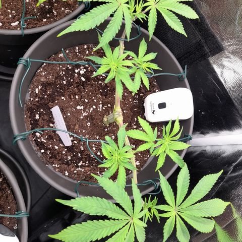 Sherbet Queen  growlog timeline photo
