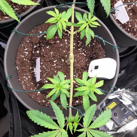 Green Gelato  growlog timeline photo