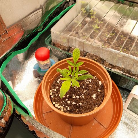 Royal Runtz  growlog timeline photo