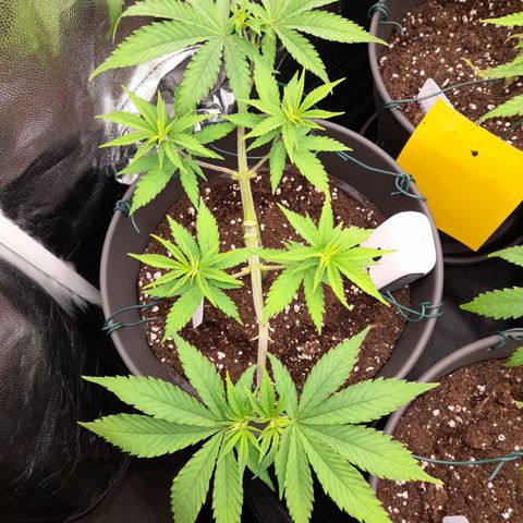 Fat Gorilla  growlog timeline photo