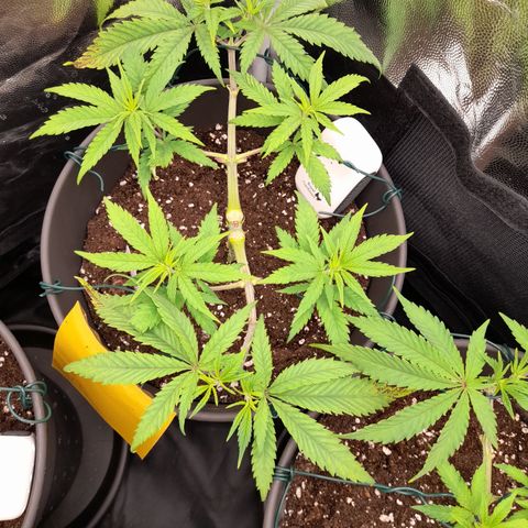 Pink Runtz  growlog timeline photo