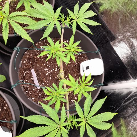Sherbet Queen  growlog timeline photo