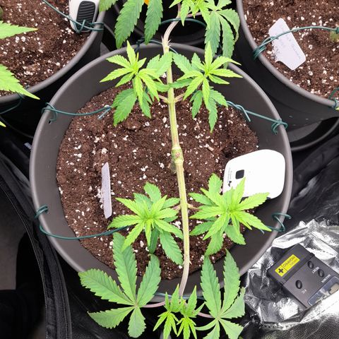 Green Gelato  growlog timeline photo