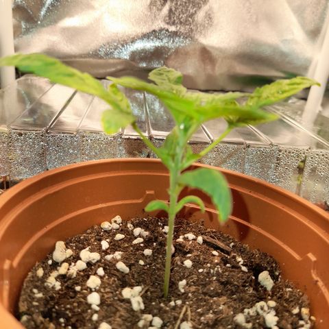 Royal Runtz  growlog timeline photo