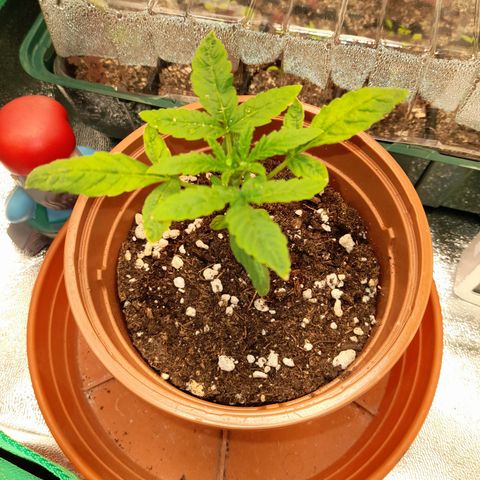 Royal Runtz  growlog timeline photo