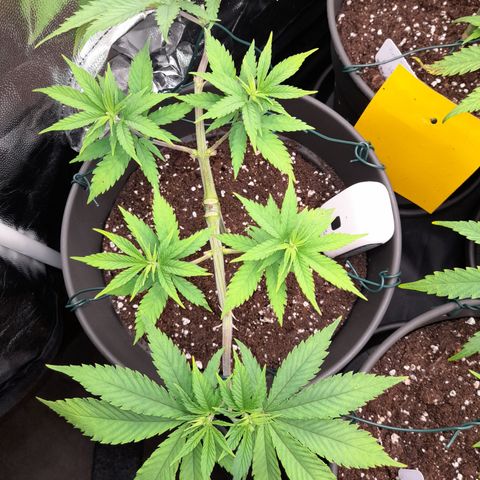 Fat Gorilla  growlog timeline photo