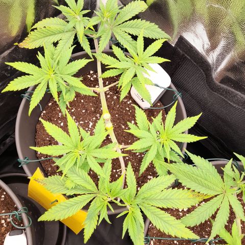 Pink Runtz  growlog timeline photo