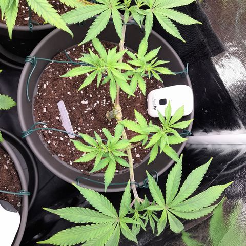 Sherbet Queen  growlog timeline photo