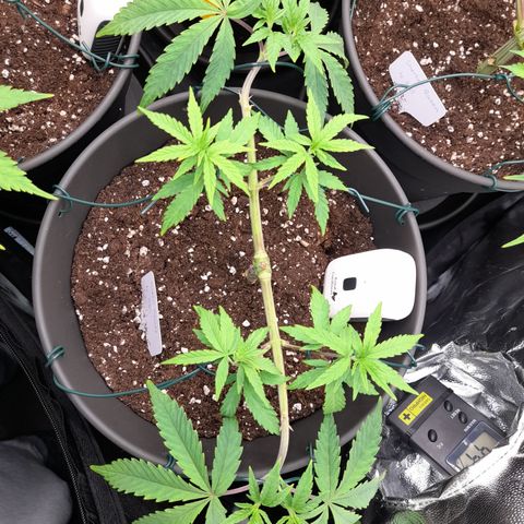 Green Gelato  growlog timeline photo
