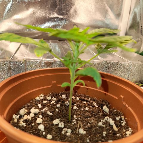 Royal Runtz  growlog timeline photo
