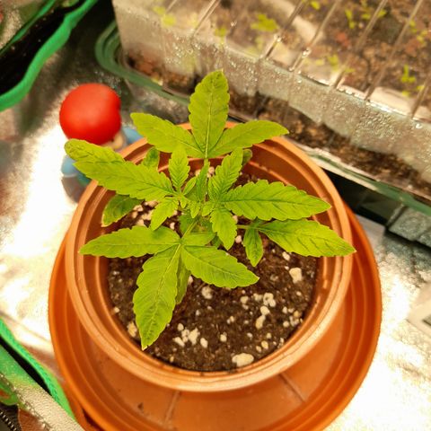 Royal Runtz  growlog timeline photo