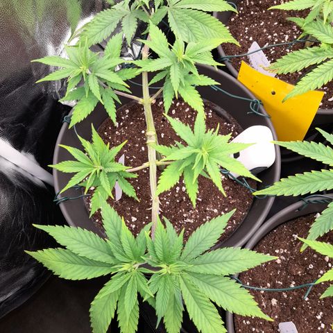 Fat Gorilla  growlog timeline photo