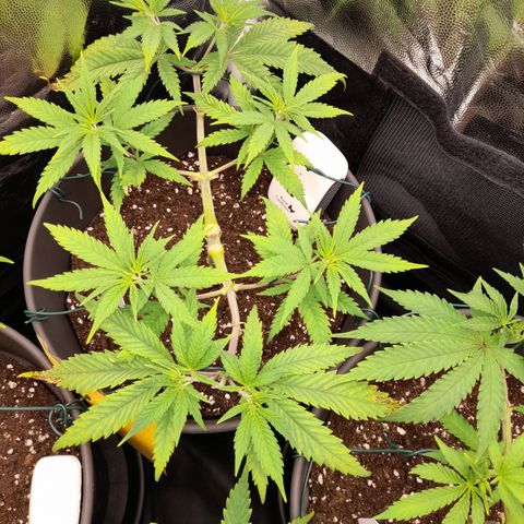 Pink Runtz  growlog timeline photo