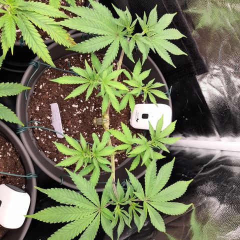 Sherbet Queen  growlog timeline photo