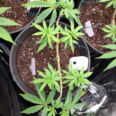 Green Gelato  growlog timeline photo