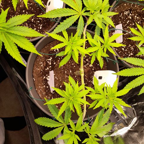 Green Gelato  growlog timeline photo