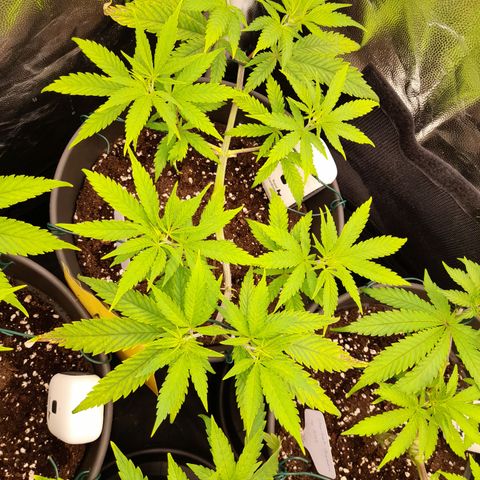 Pink Runtz  growlog timeline photo