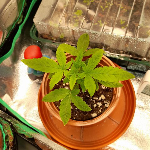 Royal Runtz  growlog timeline photo