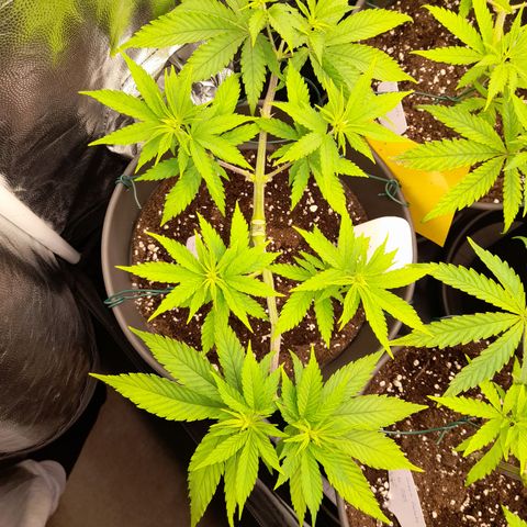 Fat Gorilla  growlog timeline photo