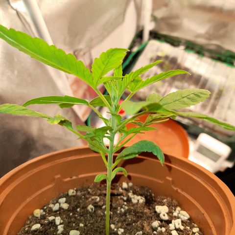 Royal Runtz  growlog timeline photo
