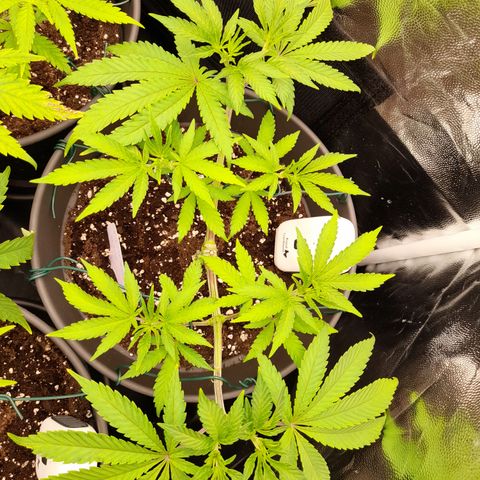 Sherbet Queen  growlog timeline photo