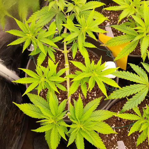 Fat Gorilla  growlog timeline photo