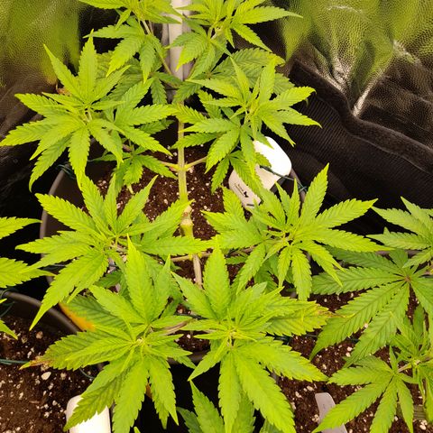 Pink Runtz  growlog timeline photo